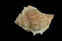 藏品(赤蛙螺)的圖片